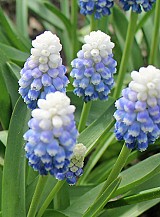 X 100 MUSCARI MOUNTAIN LADY