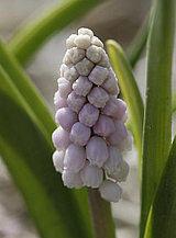 X 100 MUSCARI PINK SUNRISE