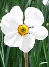 X 100 NARCISSUS ACTAEA