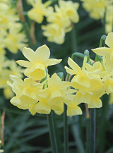 X 100 NARCISSUS ANGEL'S BREATH