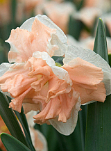 X 100 NARCISSUS APRICOT WHIRL