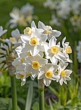 X 100 NARCISSUS AVALANCHE