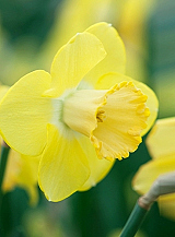 X 100 NARCISSUS AVALON