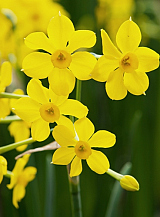 X 100 NARCISSUS BABY BOOMER