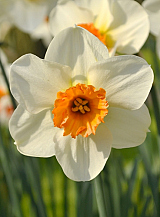 X 100 NARCISSUS BARRETT BROWNING