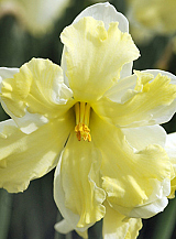 X 100 NARCISSUS BELCANTO