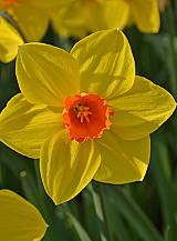 X 100 NARCISSUS BRACKENHURST