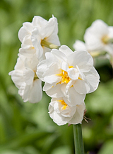 X 100 NARCISSUS BRIDAL CROWN