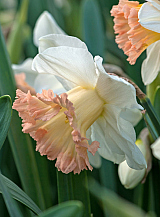 X 100 NARCISSUS BRITISH GAMBLE