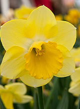 X 100 NARCISSUS CAIRNGORM