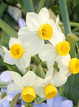 X 100 NARCISSUS CANALICULATUS