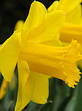 X 100 NARCISSUS CARLTON