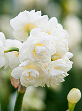X 100 NARCISSUS CHEERFULNESS