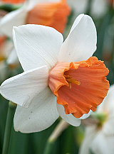 X 100 NARCISSUS CHROMACOLOR