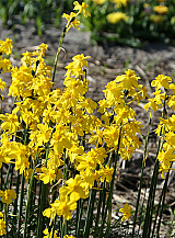 X 100 NARCISSUS CORDUBENSIS