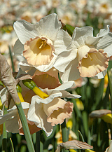 X 100 NARCISSUS COSMOPOLITAN
