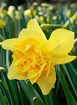 X 100 NARCISSUS DICK WILDEN