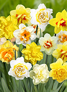 X 100 NARCISSUS DUBBEL GEMENGD