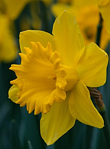 X 100 NARCISSUS DUTCH MASTER