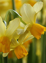 X 100 NARCISSUS EATON SONG
