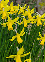 X 100 NARCISSUS FEBRUARY GOLD
