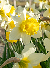 X 100 NARCISSUS FEBRUARY SILVER