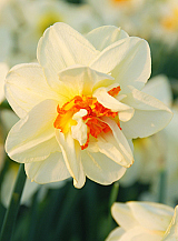 X 100 NARCISSUS FLOWER DRIFT