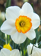 X 100 NARCISSUS FLOWER RECORD