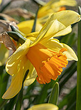 X 100 NARCISSUS FORTISSIMO