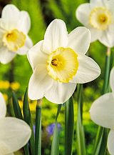 X 100 NARCISSUS FROSTY SNOW