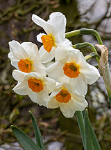X 100 NARCISSUS GERANIUM