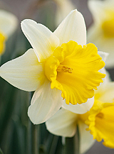 X 100 NARCISSUS GOBLET