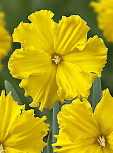 X 100 NARCISSUS GOLD DISC
