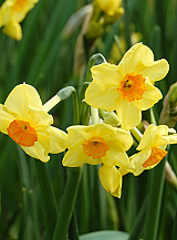 X 100 NARCISSUS GOLDEN DAWN