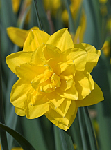 X 100 NARCISSUS GOLDEN DUCAT