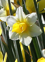 X 100 NARCISSUS GOLDEN ECHO