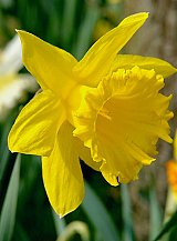 X 100 NARCISSUS GOLDEN HARVEST