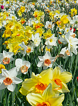 X 100 NARCISSUS GROOTKRONIG GEMENGD