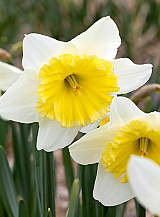 X 100 NARCISSUS ICE FOLLIES