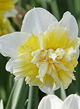 X 100 NARCISSUS ICE KING