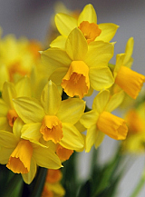 X 100 NARCISSUS JETFIRE