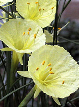 X 100 NARCISSUS JULIA JANE