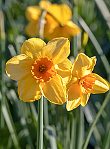 X 100 NARCISSUS KEDRON
