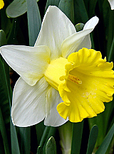 X 100 NARCISSUS LAS VEGAS