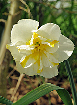 X 100 NARCISSUS LEMON BEAUTY
