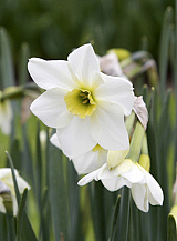 X 100 NARCISSUS LIEKE