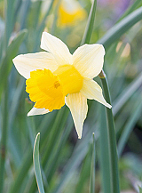 X 100 NARCISSUS LOBULARIS