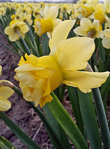 X 100 NARCISSUS MILENA