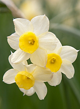 X 100 NARCISSUS MINNOW