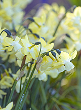 X 100 NARCISSUS MOONLIGHT SENSATION